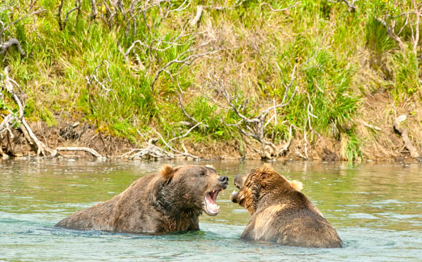 istock Angry giant brown bears in Katmai 938405412