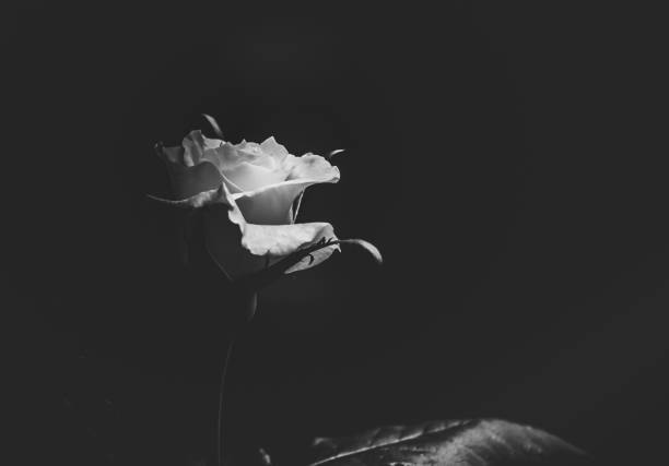 istock Rose closed up on Black and white photography 938406098