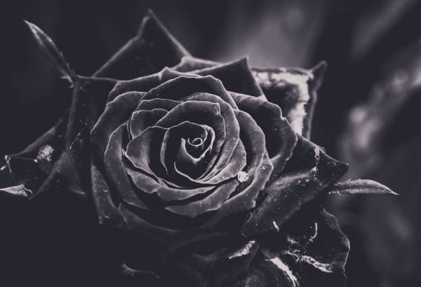 istock Rose closed up on Black and white photography 938406144