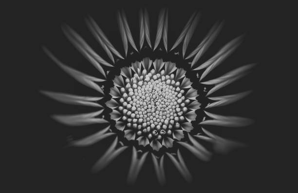istock Dahlia  closed up on Black and white photography 938406158