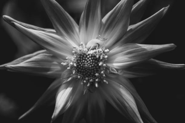 istock Dahlia  closed up on Black and white photography 938406168