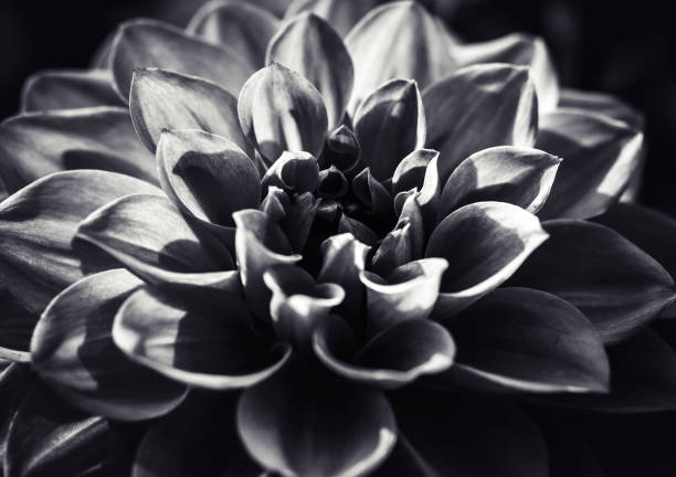 istock Dahlia  closed up on Black and white photography 938406174