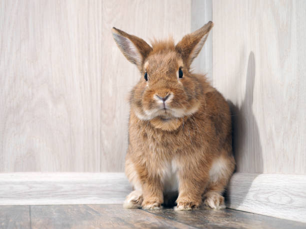 istock Cute rabbit sitting on the floor in the room 938410220