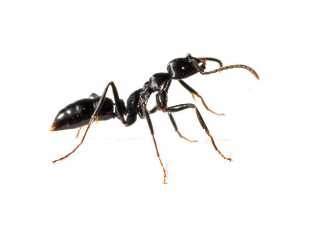 istock Close up of black ant 938410842