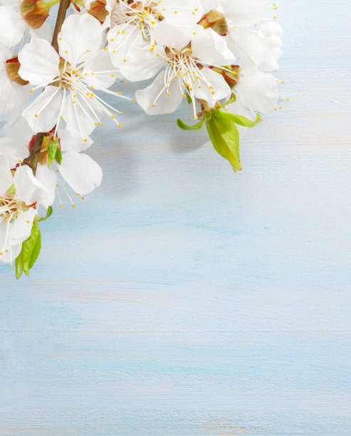 istock Branches of blossoming apricot on light blue wooden background 938411316