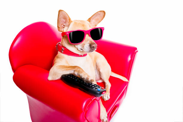 istock dog watching tv on the couch 938413924