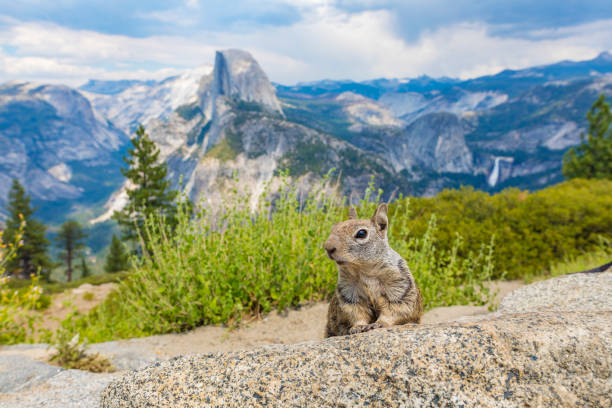 Squirrel at Half Dome in Yosemite National Park