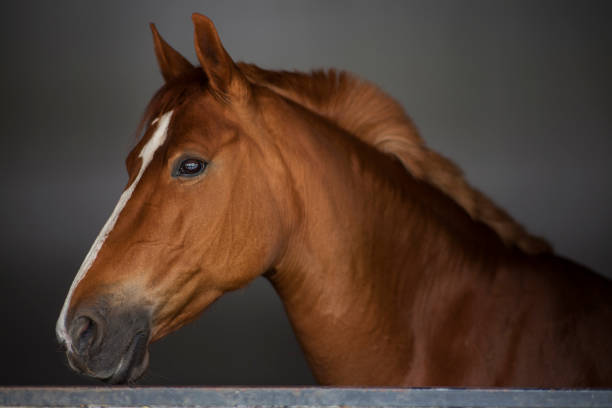 istock Close up of elegant brown horse 938414092