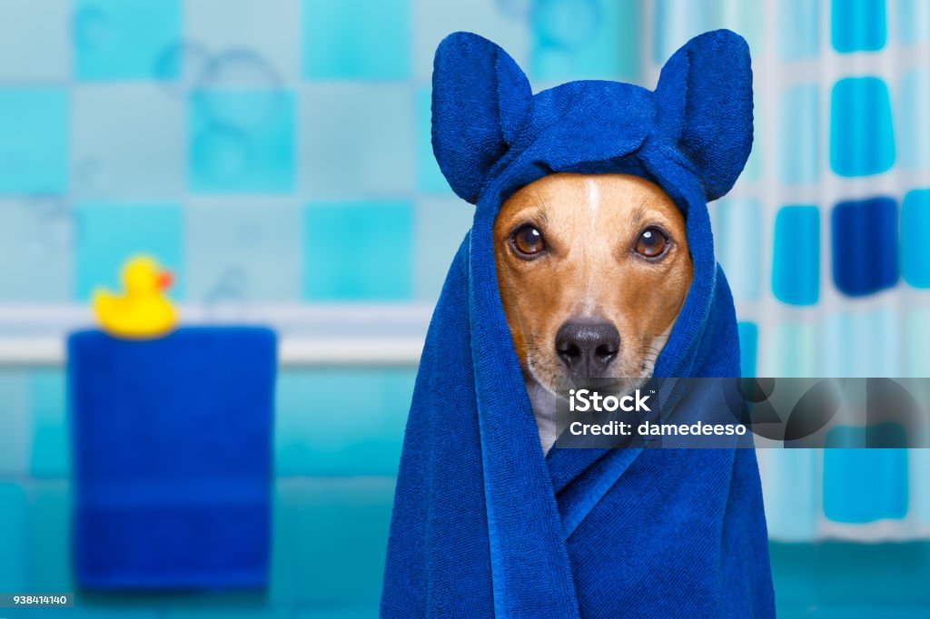 dog in shower  or wellness spa jack russell dog  in a bathtub not so amused about that , with yellow plastic duck and towel,wearing bathrope or towel Dog Stock Photo