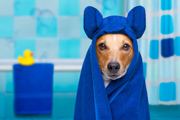 dog in shower or wellness spa jack russell dog in a bathtub not so amused about that , with yellow plastic duck and towel,wearing bathrope or towel duck with hat stock pictures, royalty-free photos & images