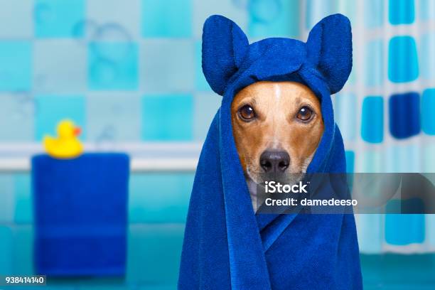 Dog In Shower Or Wellness Spa Stock Photo - Download Image Now - Dog, Bathtub, Puppy