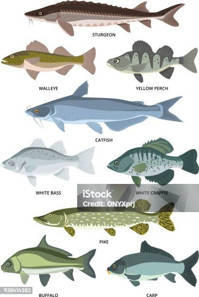 Poisson Sortes Collection De Vector De Différentes Sortes De Poissons Deau Douce ...
