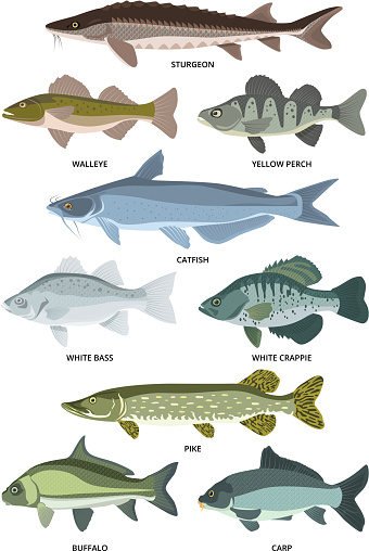 Vector collection of different kinds of freshwater fish. Fresh aquatic fish, sturgeon and walleye, perch and crappie illustration