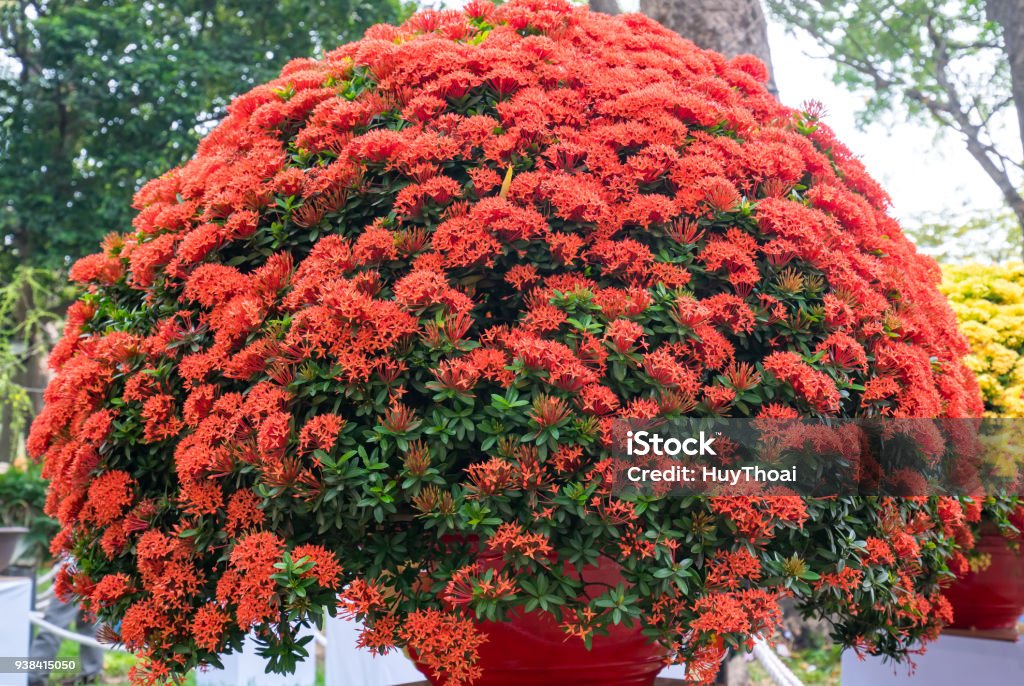 Foto de Ixora Ou Selva Chama Floresce Na Árvore De Bonsai e mais fotos de  stock de Angiospermae - Angiospermae, Arte, Artigo de decoração - iStock