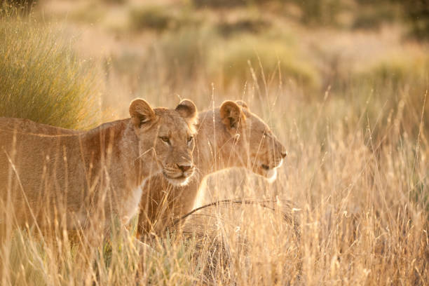 Lionesses in savanna