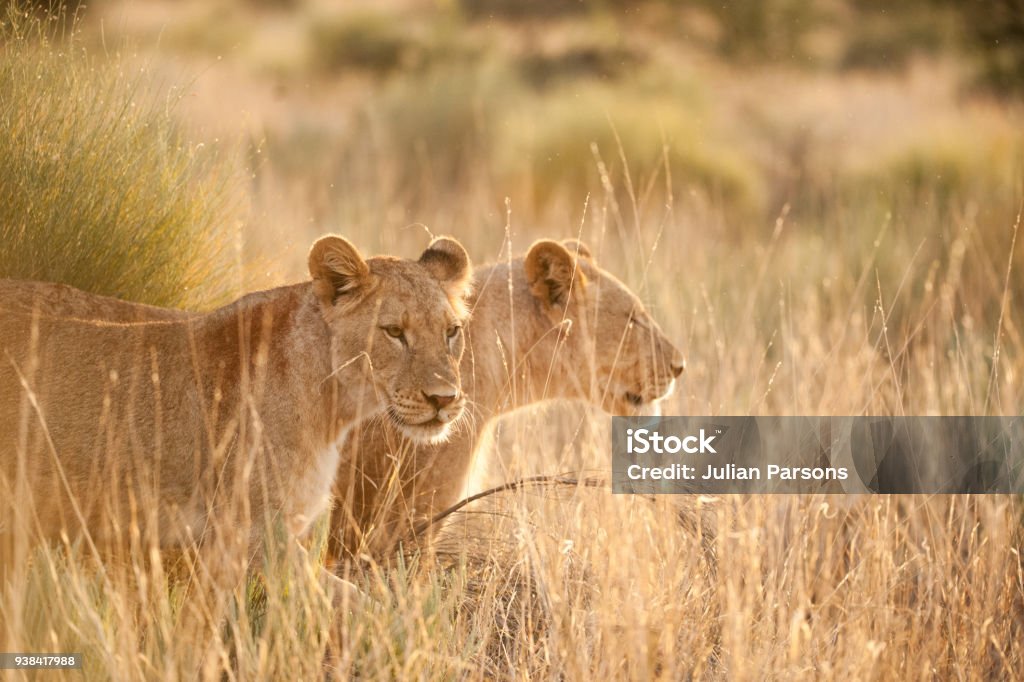 Lionesses in savanna Two lionesses standing among tall grass in beautiful morning light, southern Kalahari, South Africa Lion - Feline Stock Photo