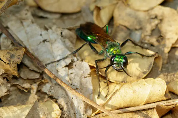Image of Jewel Wasp or Emerald cockroach wasp (Ampulex compressa) on dry leaves. Insect. Animal.