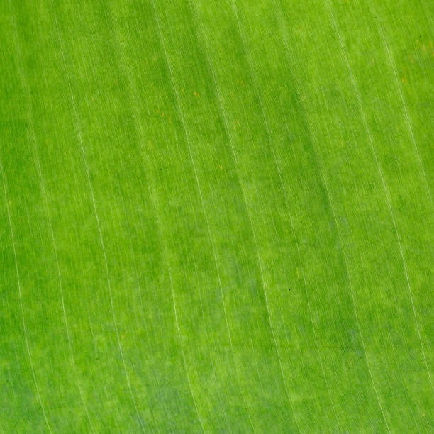 istock Close up of green banana leaf 938421848