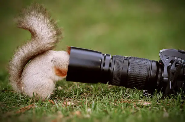 Photo of Squirrel stands on the ground and keeps the camera lens