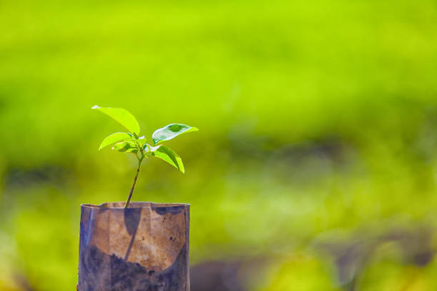 istock Agriculture. Growing plants of Custard apple seedlings. 938422142