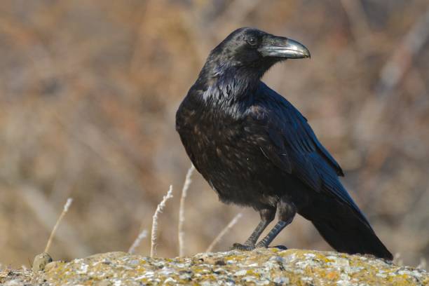 Common Raven (Corvus corax) Common Raven (Corvus corax). Crow ornithology photos stock pictures, royalty-free photos & images
