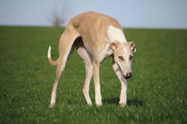 istock brown galgo in the garden 938422532