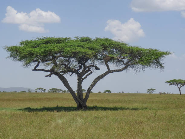 istock Acacia tree in african savanaah 938423070
