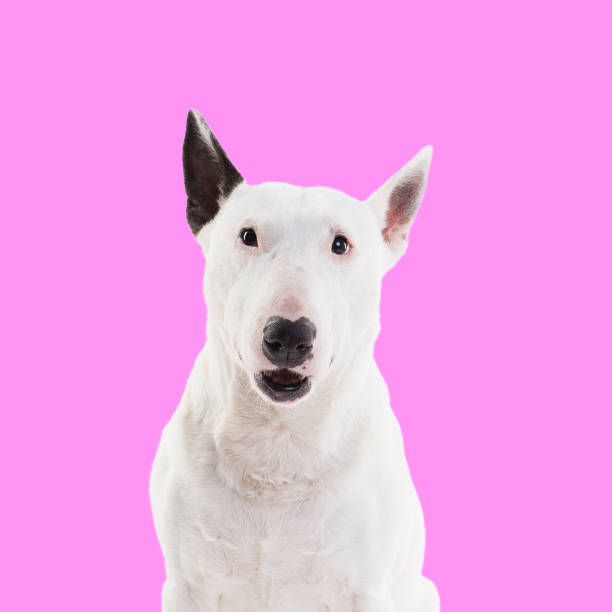 istock bull terrier on a pink background in the studio 938423552