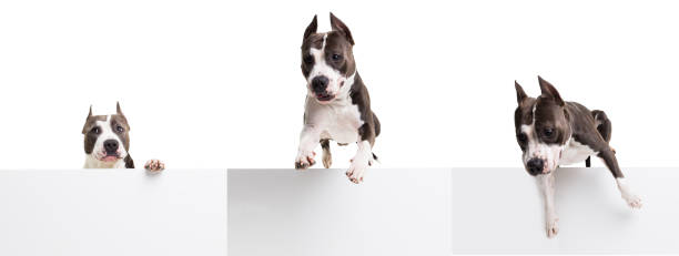 istock American pit bull terrier jumping over an obstacle in the studio on a white background - isolated collage 938426230