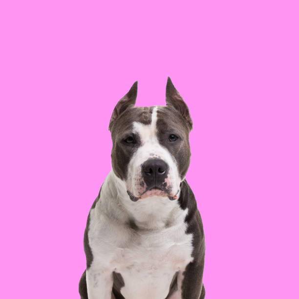 istock dog fighting breeds - American pit bull terrier - on a pink background in studio isolated. 938426346