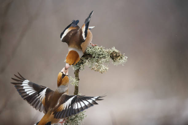 istock Hawfinch with spread wings pass each other food 938426418