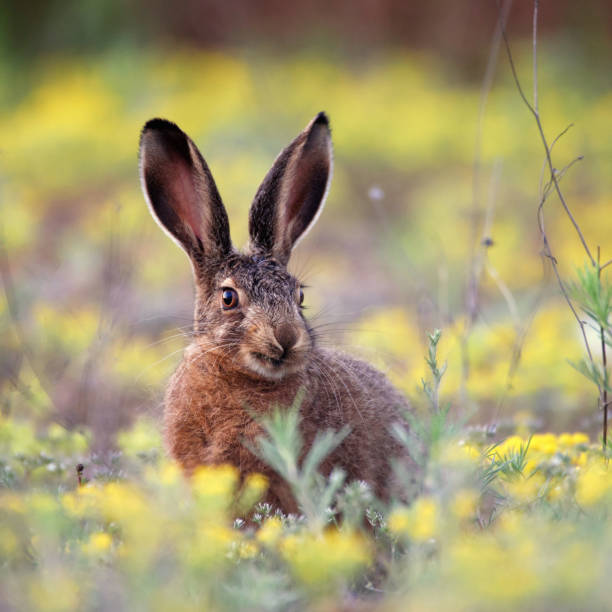 istock European hare stands in the grass and looking at the camera 938426832