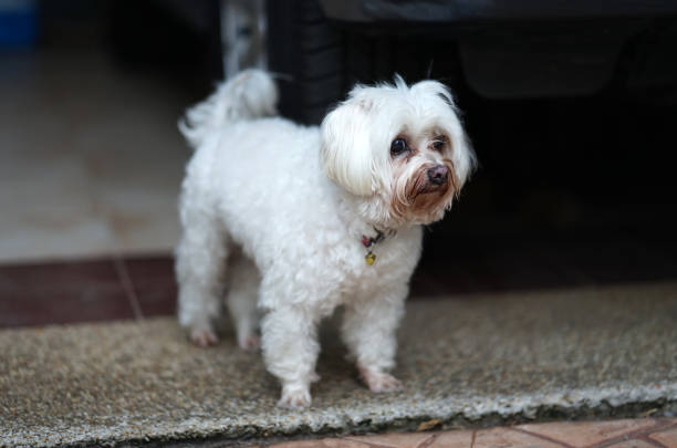 Senior white Maltese dog with Tear staining facing standing on the floor and waiting for owner with hopefully face