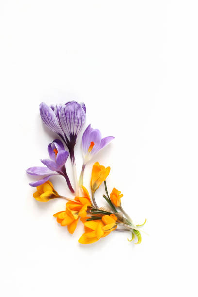 istock Spring, Easter floral composition. Yellow and violet crocuses flowers on white wooden background. Vertical Styled stock photo. Flat lay, top view. Decorative corner 938427318