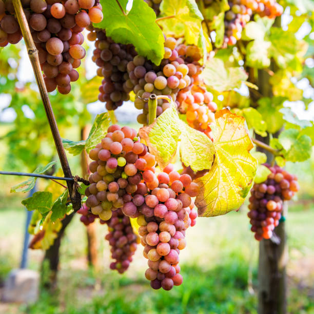 istock Ripe grapes in fall in Alsace, France 938430198
