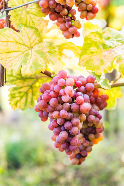 istock Ripe grapes in fall in Alsace, France 938430278