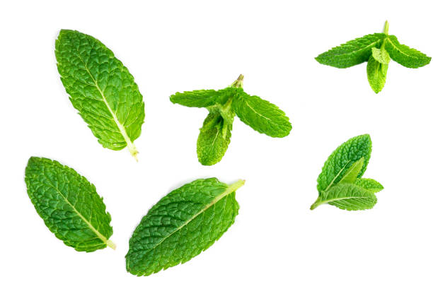 istock Fresh mint leaves collection  isolated on white background, green pattern. Set of peppermint, close up