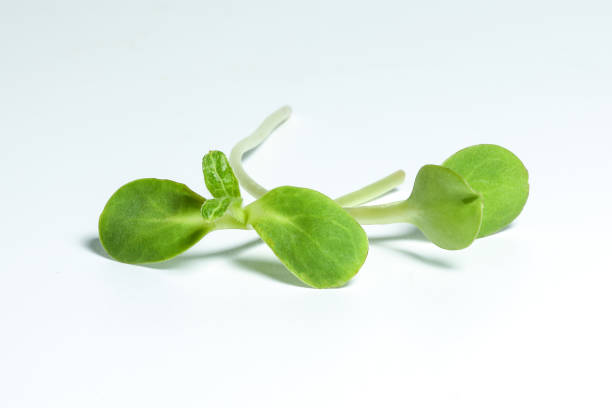 istock Green sunflower sprout on white background 938435976