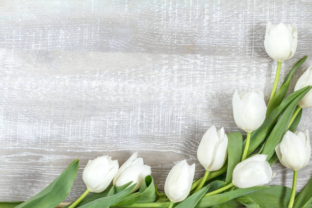 istock Many white tulips on light wooden surface 938436002