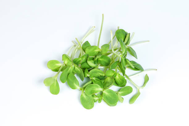 istock Green sunflower sprout on white background 938436138