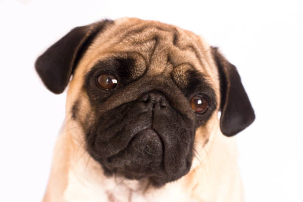 istock The pug dog sits and looks directly into camera. Sad big eyes. 938436394