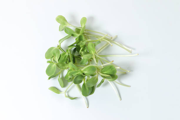 istock Green sunflower sprout on white background 938436418
