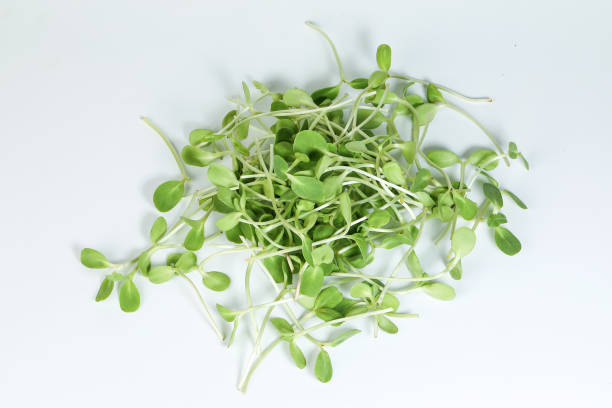istock Green sunflower sprout on white background 938436562