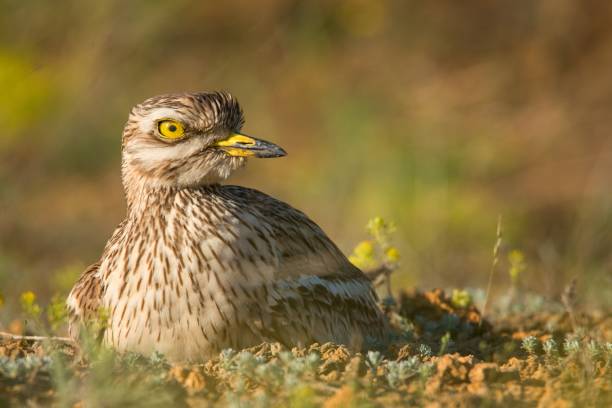 istock Eurasian stone curlew sitting on nest and looking at the camera 938436868