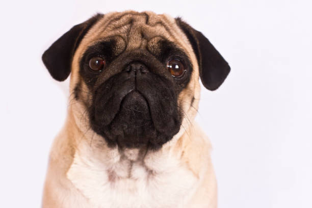 istock The pug dog sits and looks directly into camera. Sad big eyes. 938437218