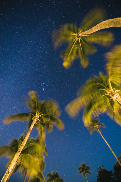 istock Starry sky with palm trees in the foreground 938437446
