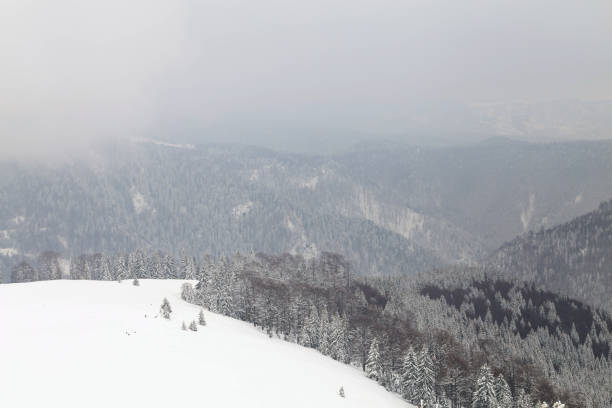 istock Winter landscape at the forest edge 938437826