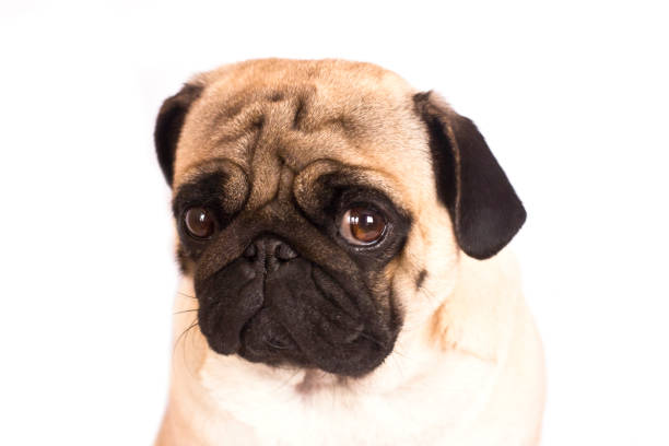 istock The pug dog sits and looks directly into camera. Sad big eyes. 938437944