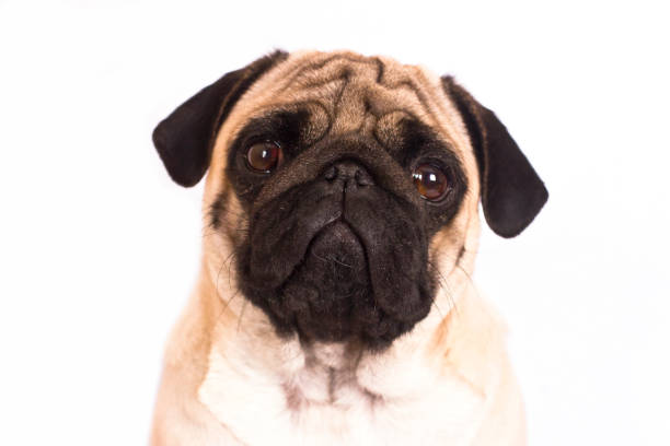 istock The pug dog sits and looks directly into camera. Sad big eyes. 938438192