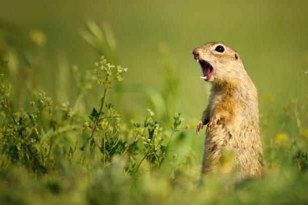 istock Ground squirrel standing waist-deep in the grass and shouts. 938439180